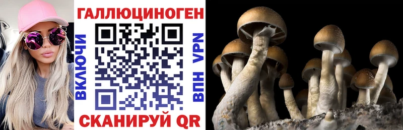 Галлюциногенные грибы Psilocybine cubensis Красногорск